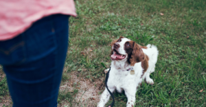 Need Your Fur Baby Trained? Check Out Canine Kindergarten on Windsor Parade