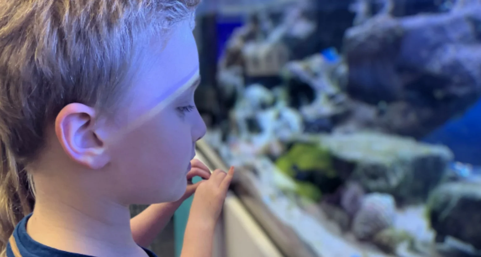 North Narrabeen marine life

