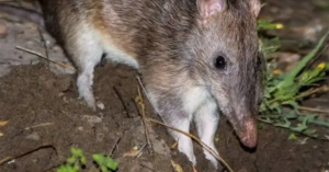 bandicoot