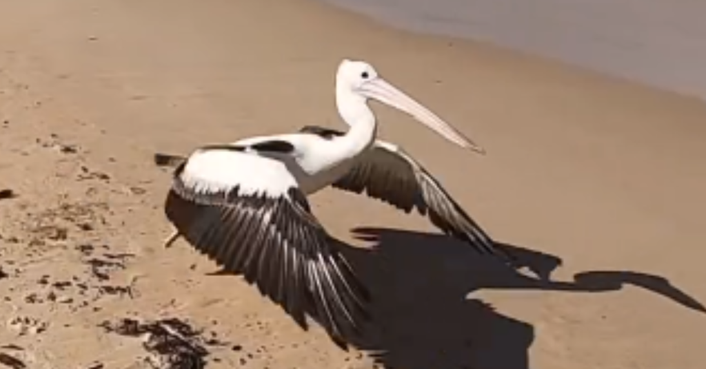 Narrabeen 